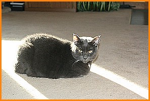 Smokey the Team Mascot.JPG
